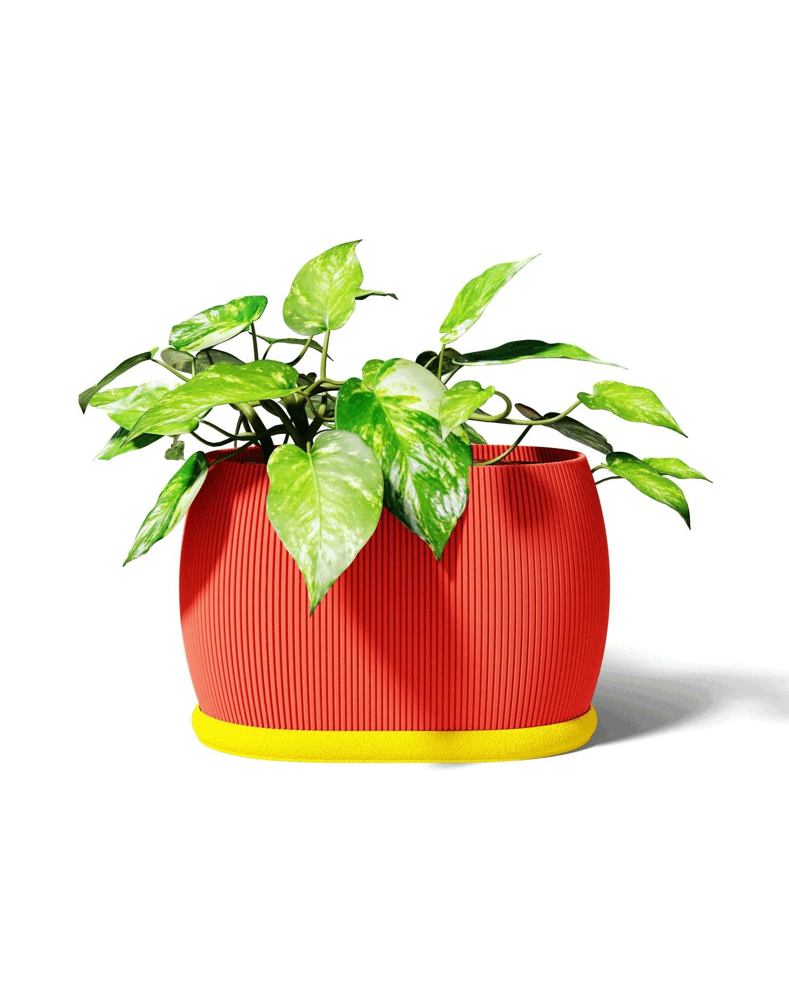 🌱 Barrel Planter