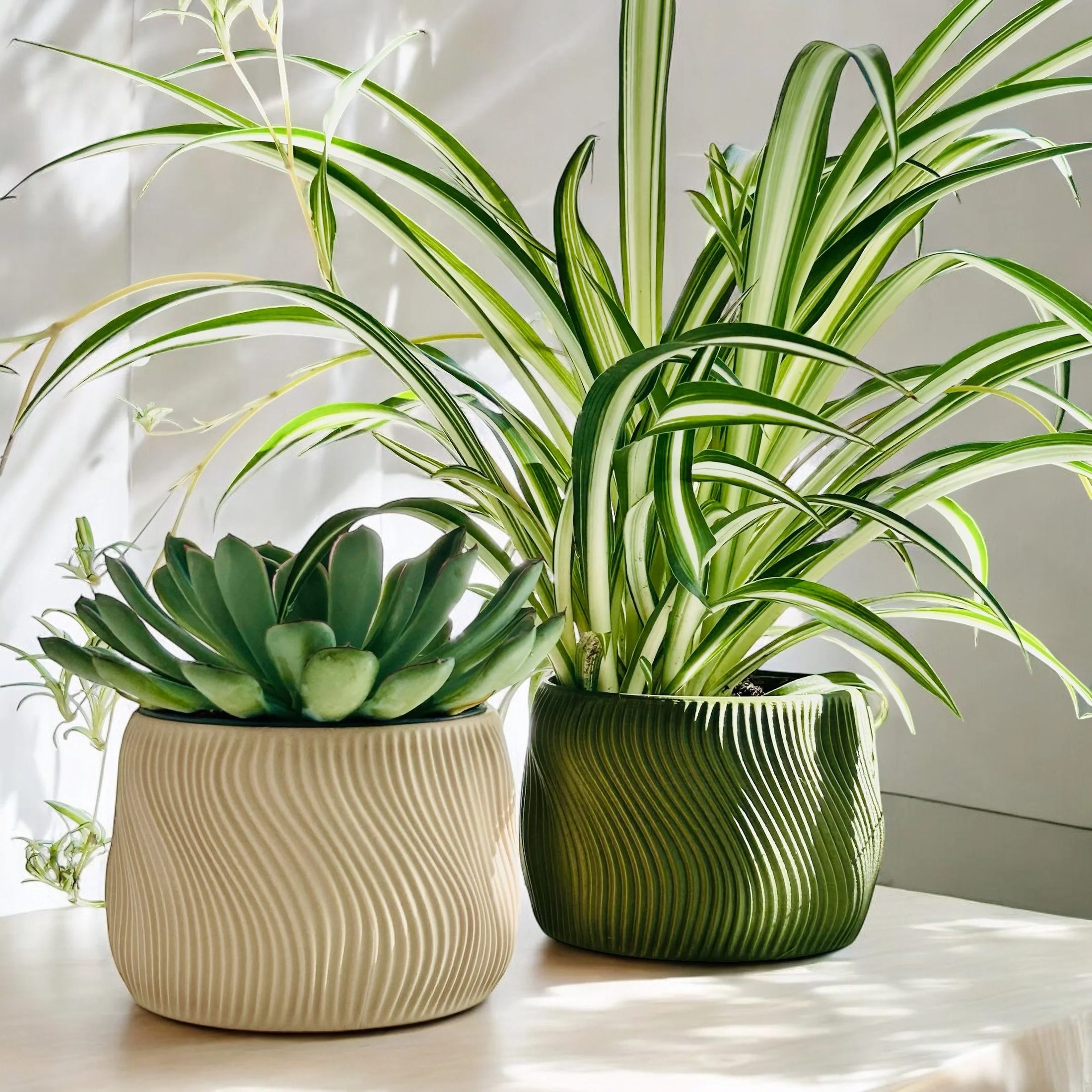 🌿 DOLCE | Indoor Planter